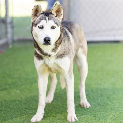 RAVEN - Siberian Husky available for adoption