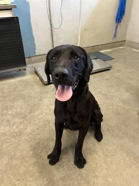 A887614 - Labrador Retriever available for adoption