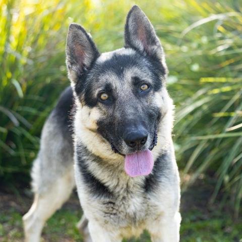 *COURAGE - German Shepherd Dog available for adoption