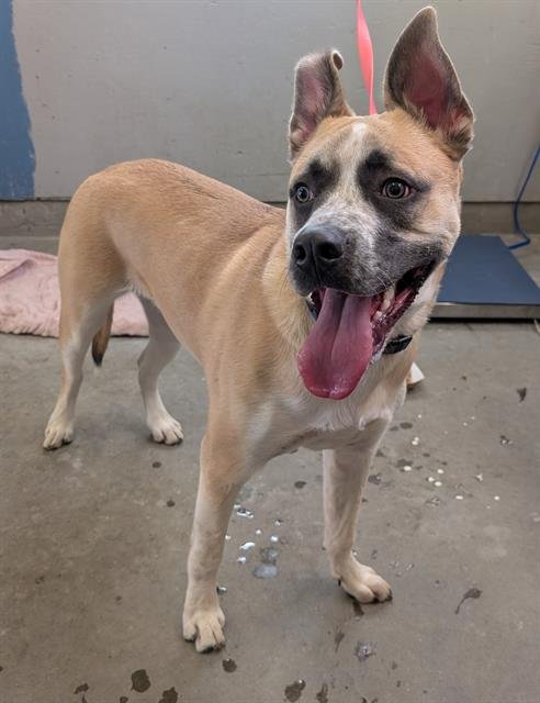 MAXIMUS - German Shepherd Dog / Siberian Husky available for adoption