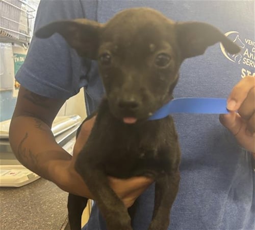 A888326 - Chihuahua available for adoption