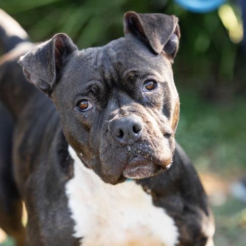 *LEIA - Pit Bull Terrier available for adoption