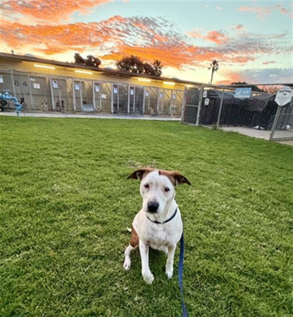 *MARCO - Pit Bull Terrier available for adoption