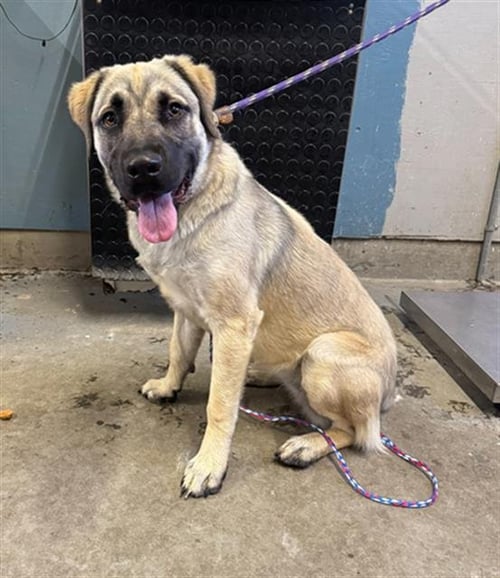 A887906 - Anatolian Shepherd available for adoption