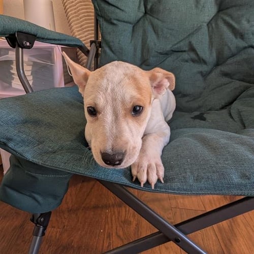 *COOKIE - Queensland Heeler available for adoption