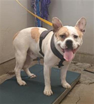 *EDDIE - Pit Bull Terrier / French Bulldog available for adoption