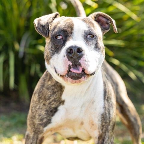 COSMIC - American Bulldog / Pit Bull Terrier available for adoption