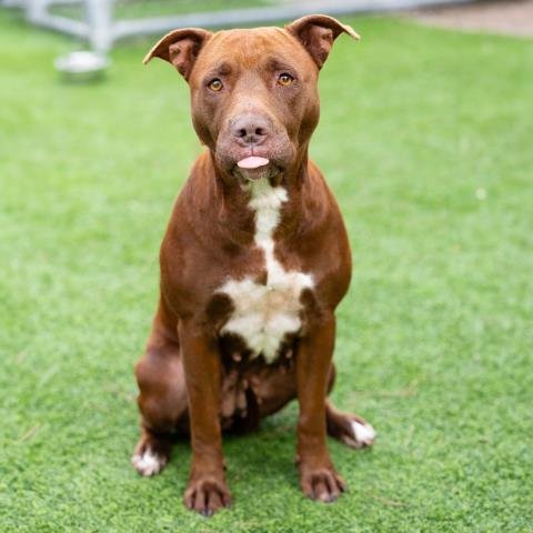 CHAI - Pit Bull Terrier available for adoption