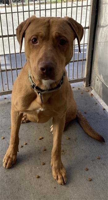 BELLA - Pit Bull Terrier available for adoption