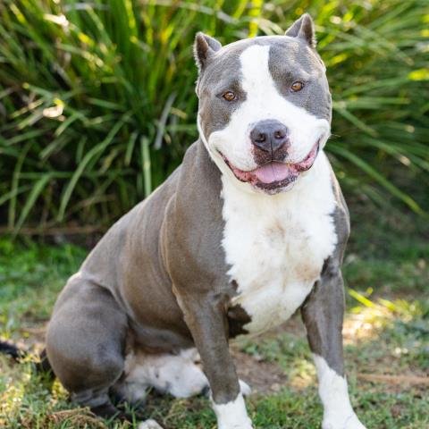 *PRESTON - Pit Bull Terrier available for adoption