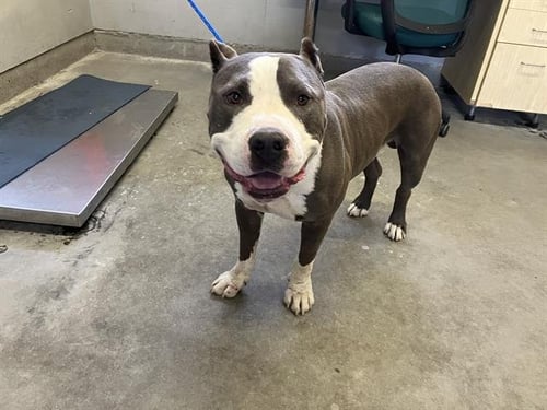 A888107 - Pit Bull Terrier available for adoption