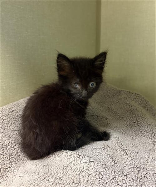 SHARK BAIT - Domestic Medium Hair available for adoption