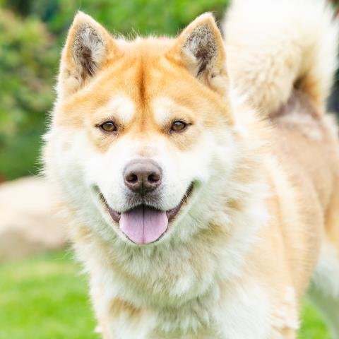 *TAZ - Siberian Husky available for adoption