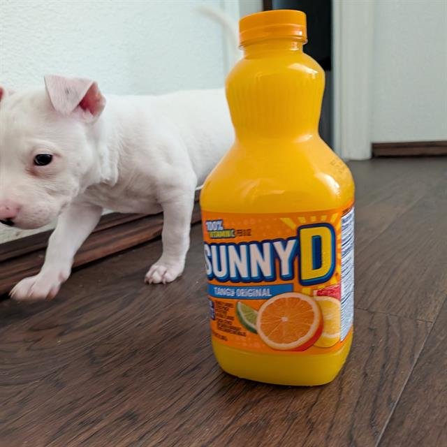 *SUNNY D Image