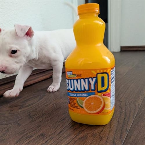 *SUNNY D - Queensland Heeler / Pit Bull Terrier available for adoption