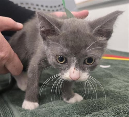 A888382 - Domestic Short Hair available for adoption