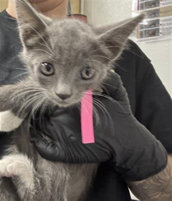 A887557 - Domestic Short Hair available for adoption