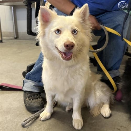 A887840 - Australian Shepherd / Siberian Husky available for adoption