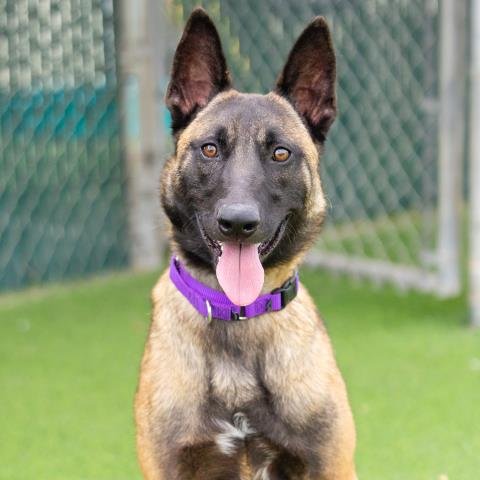 KINGSTON - Belgian Shepherd Malinois available for adoption
