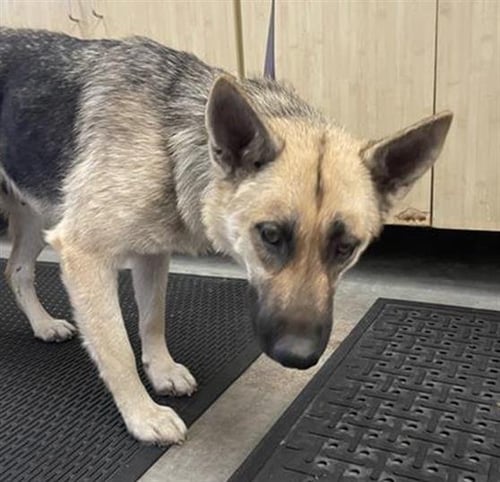 A889103 - German Shepherd Dog available for adoption