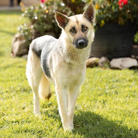 *ASHLEY - German Shepherd Dog available for adoption