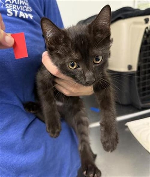 A888149 - Domestic Short Hair available for adoption