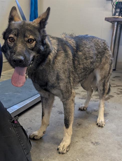 A887519 - German Shepherd Dog available for adoption