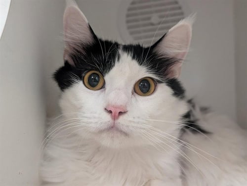 ROSCOE - Domestic Medium Hair available for adoption