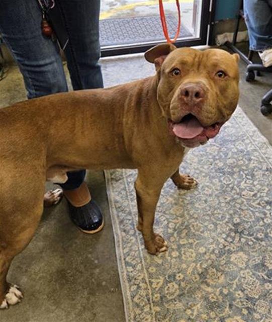 *LEO - Pit Bull Terrier available for adoption