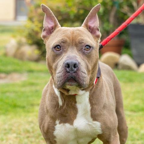 KONA - American Pit Bull Terrier available for adoption