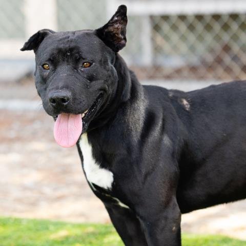 *ZORRO - Pit Bull Terrier available for adoption