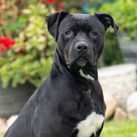 ATHENA - Photo 1