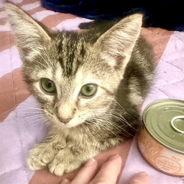 *BUTTERCUP Image