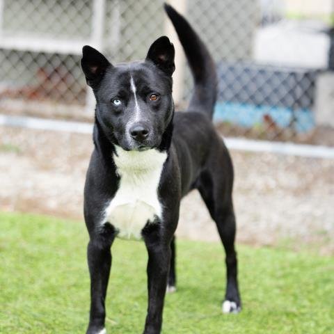BLACKIE - Siberian Husky available for adoption