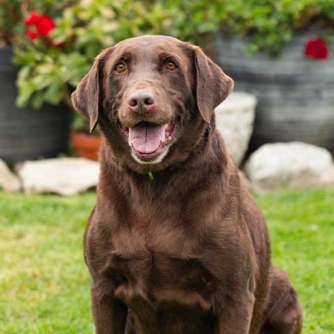 CHIP - Labrador Retriever available for adoption