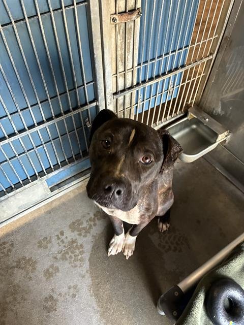 A888449 - Pit Bull Terrier available for adoption