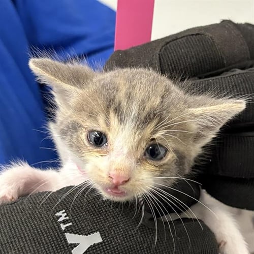 A888031 - Domestic Short Hair available for adoption