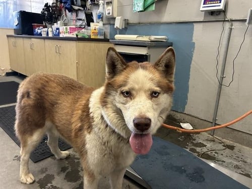 A889104 - Siberian Husky available for adoption