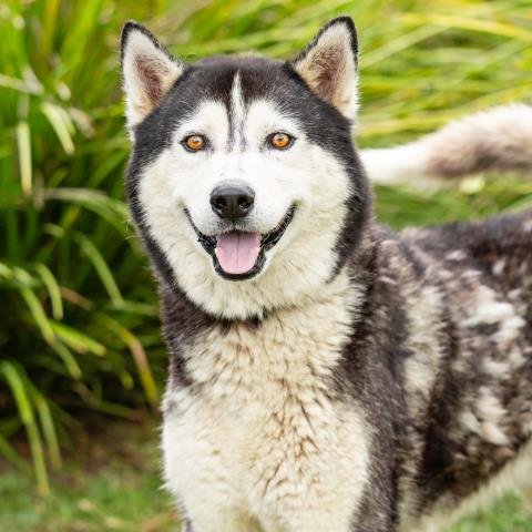 LOBO - Siberian Husky available for adoption