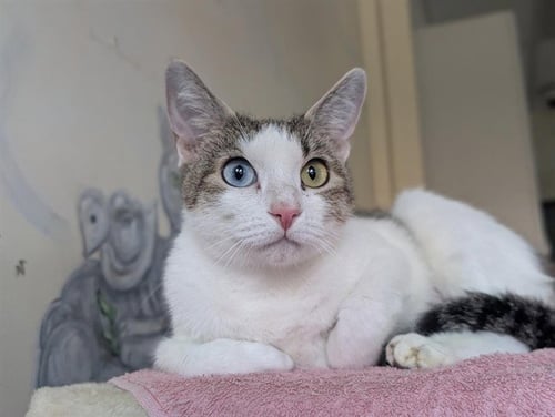 *HYACINTH - Domestic Short Hair available for adoption