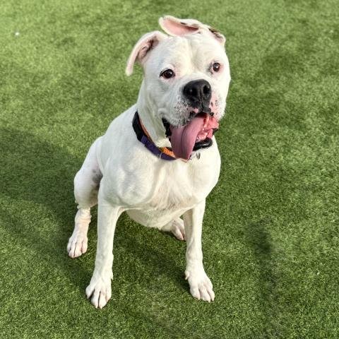 YETI - Boxer / Pit Bull Terrier available for adoption