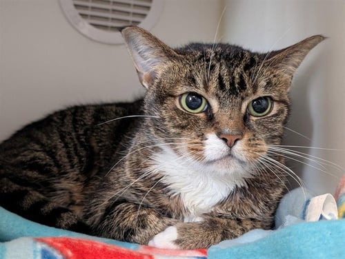 *KIRARA - Domestic Short Hair available for adoption