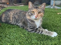 FIFI - Photo 1