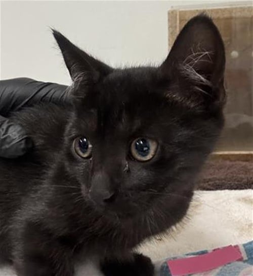 *TYLER - Domestic Short Hair available for adoption