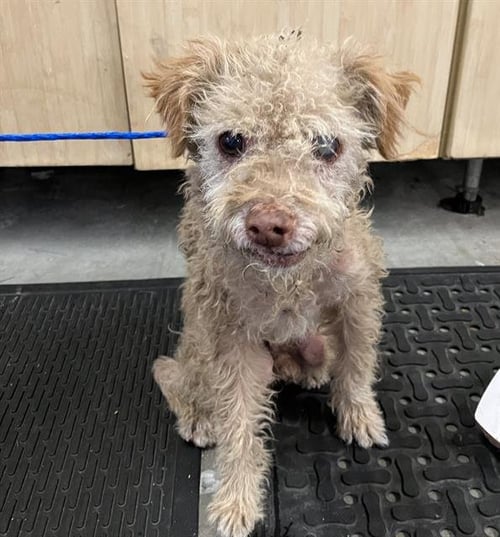 A889205 - Poodle (Miniature) available for adoption