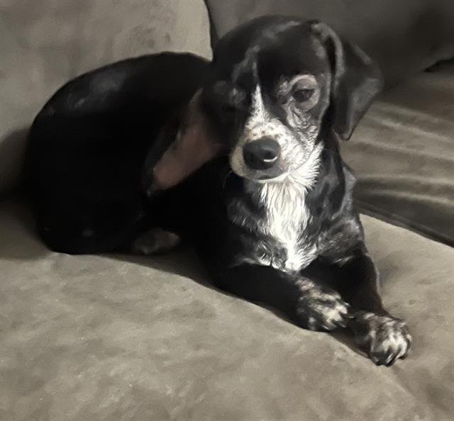 BETTY BOO Image