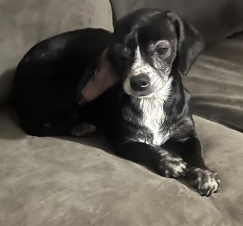 BETTY BOO - Beagle / Chihuahua available for adoption