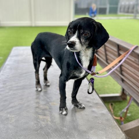 BETTY BOO - Beagle / Chihuahua available for adoption