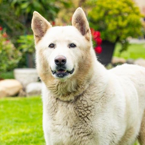 *POLAR BEAR Image