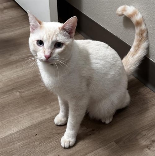 CUE BALL - Domestic Short Hair available for adoption